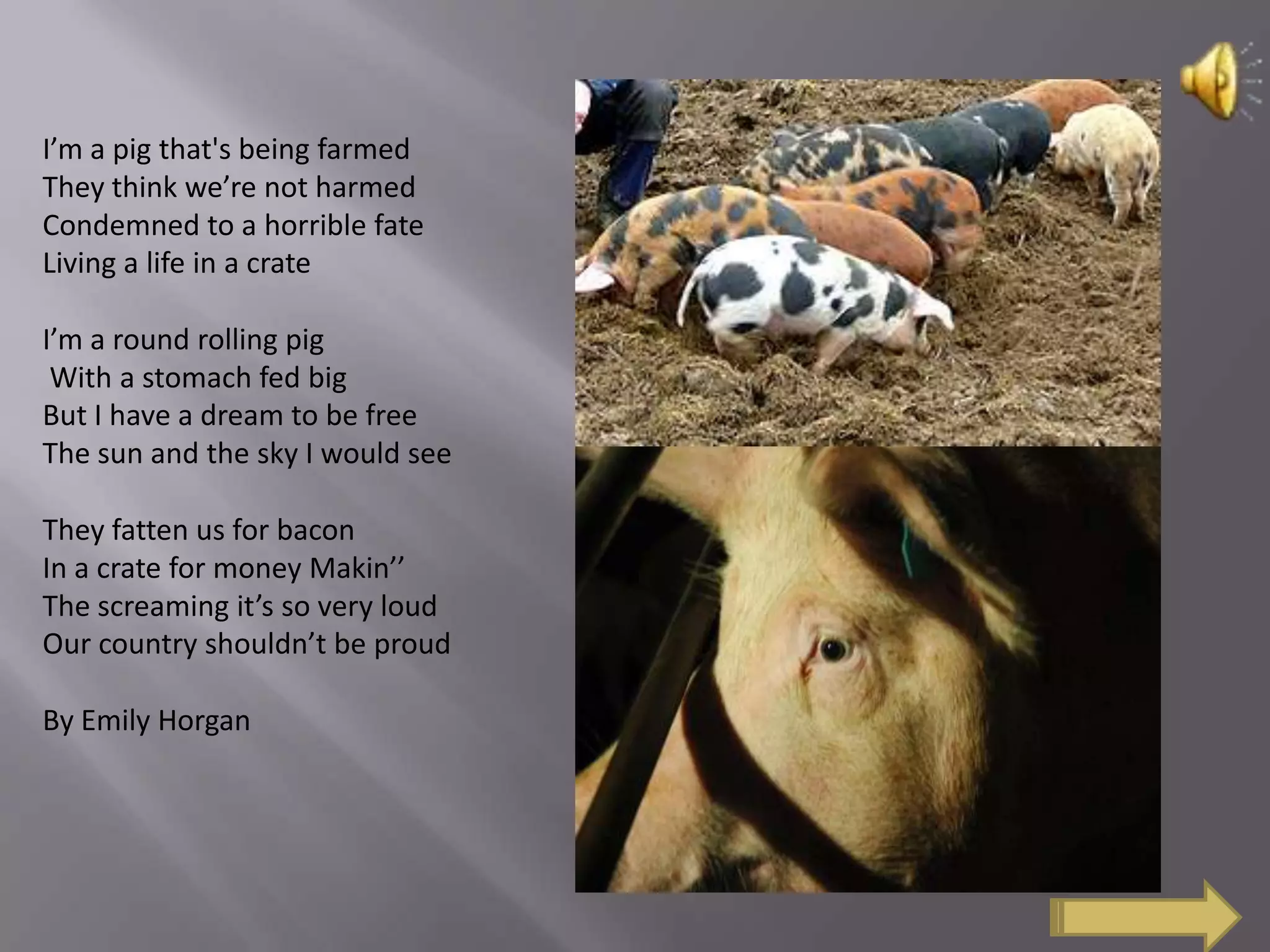 I’m a pig that's being farmed
They think we’re not harmed
Condemned to a horrible fate
Living a life in a crate
I’m a round rolling pig
With a stomach fed big
But I have a dream to be free
The sun and the sky I would see
They fatten us for bacon
In a crate for money Makin’’
The screaming it’s so very loud
Our country shouldn’t be proud
By Emily Horgan