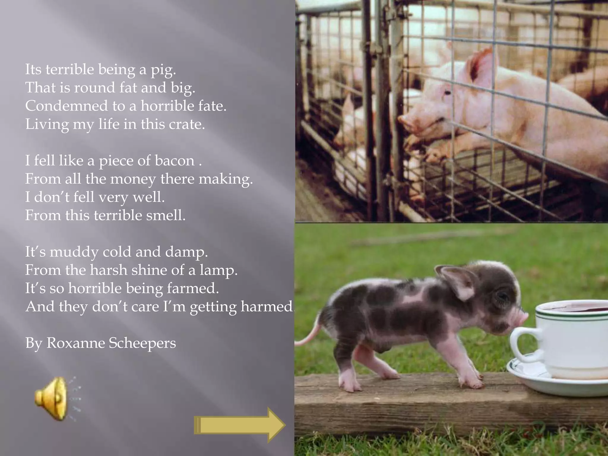Its terrible being a pig.
That is round fat and big.
Condemned to a horrible fate.
Living my life in this crate.
I fell like a piece of bacon .
From all the money there making.
I don’t fell very well.
From this terrible smell.
It’s muddy cold and damp.
From the harsh shine of a lamp.
It’s so horrible being farmed.
And they don’t care I’m getting harmed.
By Roxanne Scheepers