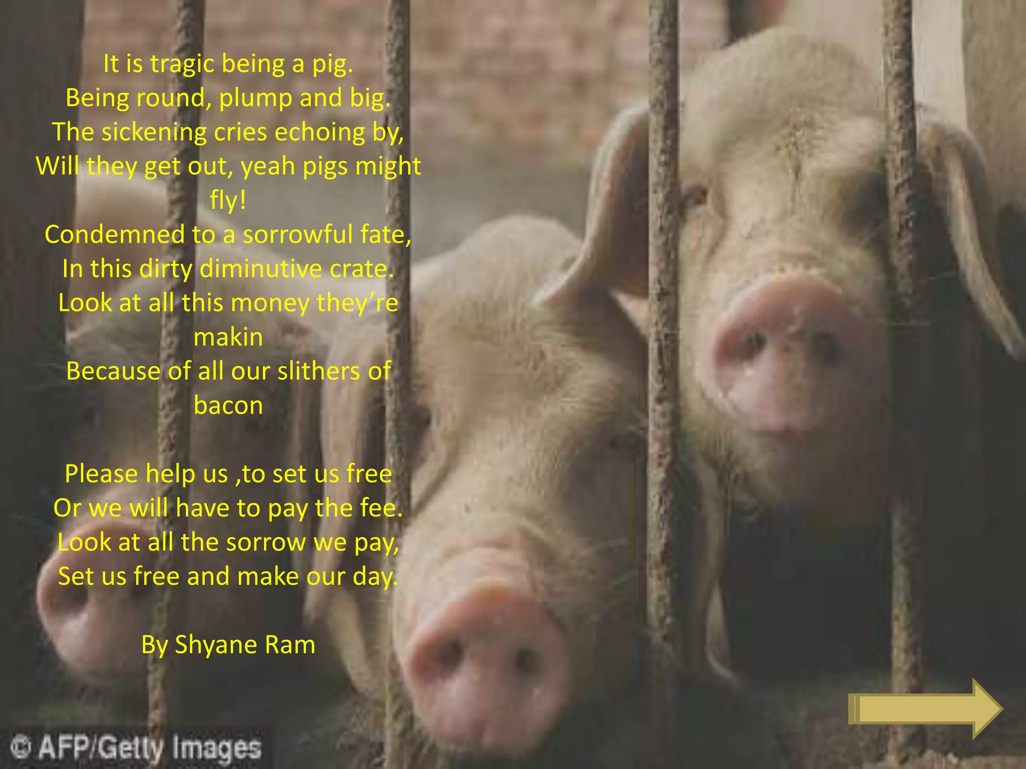 It is tragic being a pig.
Being round, plump and big.
The sickening cries echoing by,
Will they get out, yeah pigs might
fly!
Condemned to a sorrowful fate,
In this dirty diminutive crate.
Look at all this money they’re
makin
Because of all our slithers of
bacon
Please help us ,to set us free
Or we will have to pay the fee.
Look at all the sorrow we pay,
Set us free and make our day.
By Shyane Ram