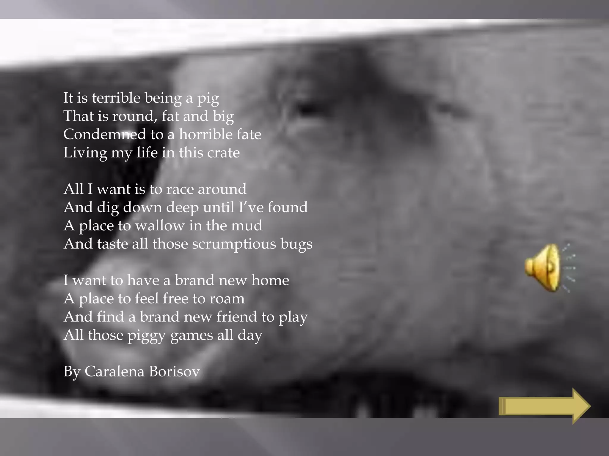 It is terrible being a pig
That is round, fat and big
Condemned to a horrible fate
Living my life in this crate
All I want is to race around
And dig down deep until I’ve found
A place to wallow in the mud
And taste all those scrumptious bugs
I want to have a brand new home
A place to feel free to roam
And find a brand new friend to play
All those piggy games all day
By Caralena Borisov