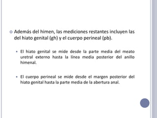  Además del himen, las mediciones restantes incluyen las
del hiato genital (gh) y el cuerpo perineal (pb).
 El hiato genital se mide desde la parte media del meato
uretral externo hasta la línea media posterior del anillo
himenal.
 El cuerpo perineal se mide desde el margen posterior del
hiato genital hasta la parte media de la abertura anal.
 