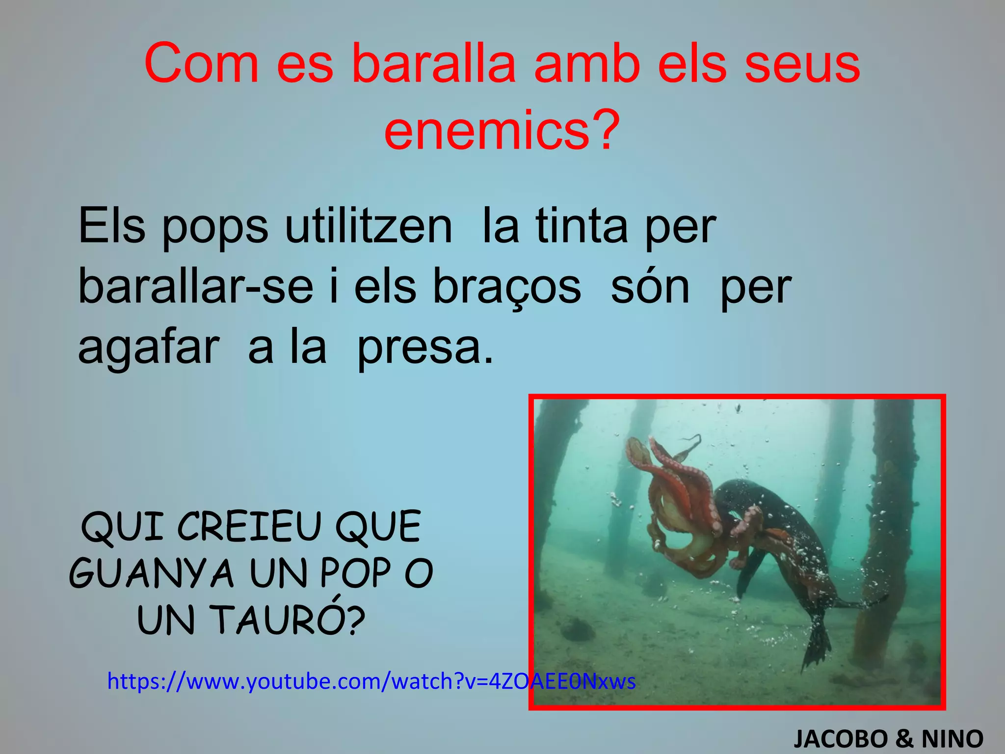 Com es baralla amb els seus
enemics?
Els pops utilitzen la tinta per
barallar-se i els braços són per
agafar a la presa.
https://www.youtube.com/watch?v=4ZOAEE0Nxws
QUI CREIEU QUE
GUANYA UN POP O
UN TAURÓ?
JACOBO & NINO
 