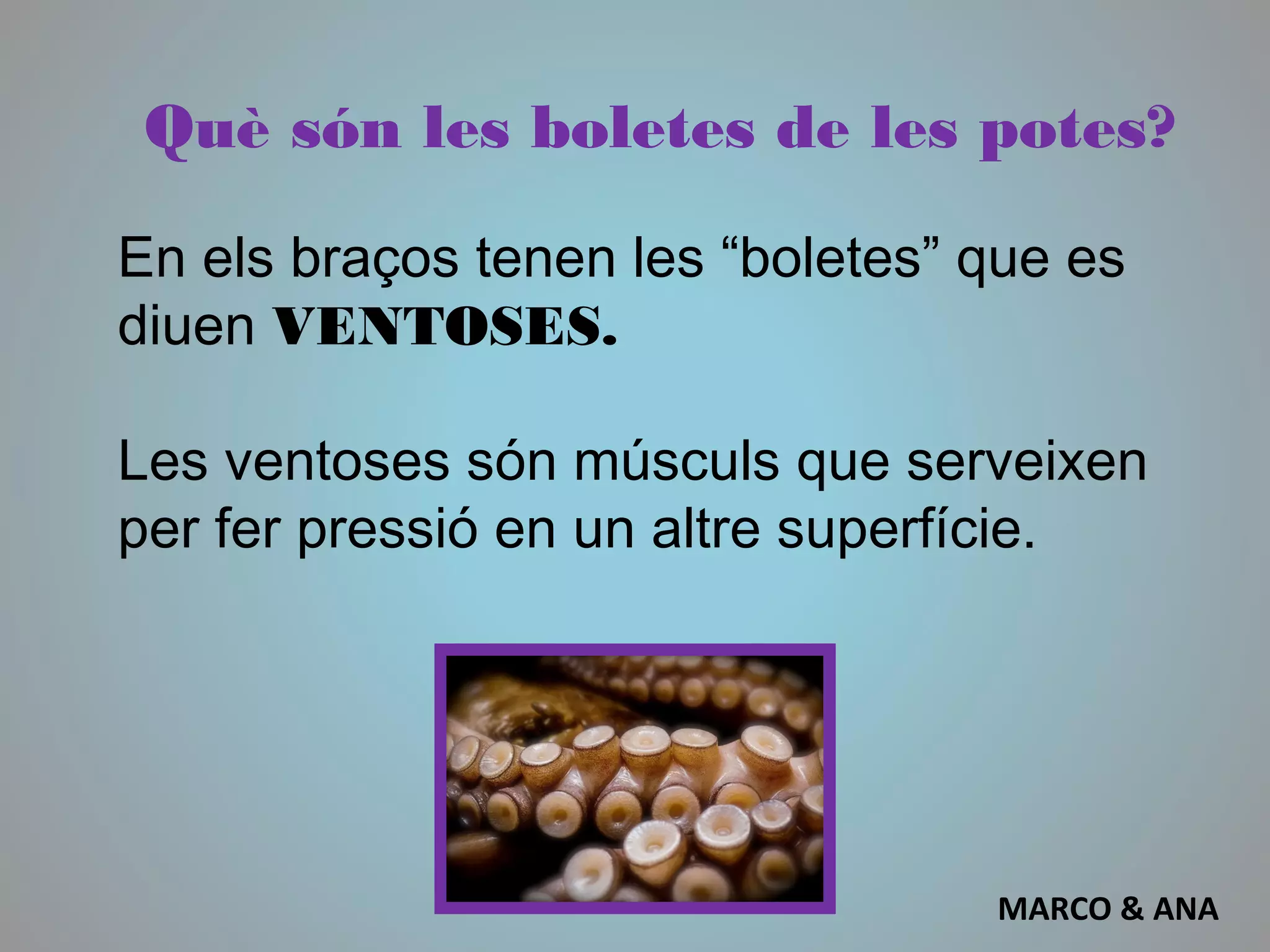 Què són les boletes de les potes?
En els braços tenen les “boletes” que es
diuen VENTOSES.
Les ventoses són músculs que serveixen
per fer pressió en un altre superfície.
MARCO & ANA
 