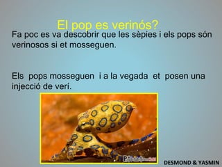 El pop es verinós?
Fa poc es va descobrir que les sèpies i els pops són
verinosos si et mosseguen.
Els pops mosseguen i a la vegada et posen una
injecció de verí.
DESMOND & YASMIN
 