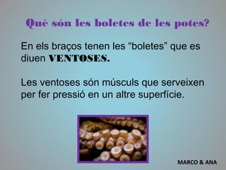 Què són les boletes de les potes?
En els braços tenen les “boletes” que es
diuen VENTOSES.
Les ventoses són músculs que serveixen
per fer pressió en un altre superfície.
MARCO & ANA
 