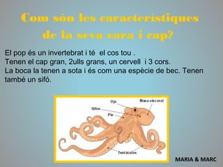 Com són les característiques
de la seva cara i cap?
El pop és un invertebrat i té el cos tou .
Tenen el cap gran, 2ulls grans, un cervell i 3 cors.
La boca la tenen a sota i és com una espècie de bec. Tenen
també un sifó.
MARIA & MARC
 