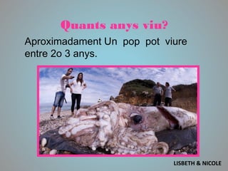 Quants anys viu?
Aproximadament Un pop pot viure
entre 2o 3 anys.
LISBETH & NICOLE
 