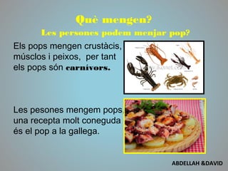 Què mengen?
Les persones podem menjar pop?
Els pops mengen crustàcis,
músclos i peixos, per tant
els pops són carnívors.
Les pesones mengem pops,
una recepta molt coneguda
és el pop a la gallega.
ABDELLAH &DAVID
 