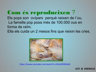 Com és reprodueixen ?
Els pops son ovípars perquè neixen de l´ou.
 La famella pop posa més de 100.000 ous en
forma de raïm.
Ella els cuida un 2 mesos fins que neixin les cries.
https://www.youtube.com/watch?v=GSIeS9OKBuM
LETI & ENEROLIS
 
