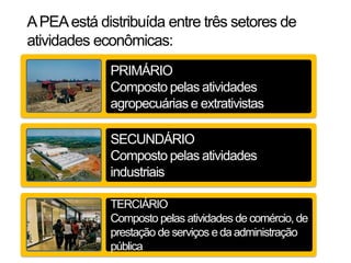 A PEA está distribuída entre três setores de
atividades econômicas:
             PRIMÁRIO
             Composto pelas atividades
             agropecuárias e extrativistas

             SECUNDÁRIO
             Composto pelas atividades
             industriais

             TERCIÁRIO
             Composto pelas atividades de comércio, de
             prestação de serviços e da administração
             pública
 