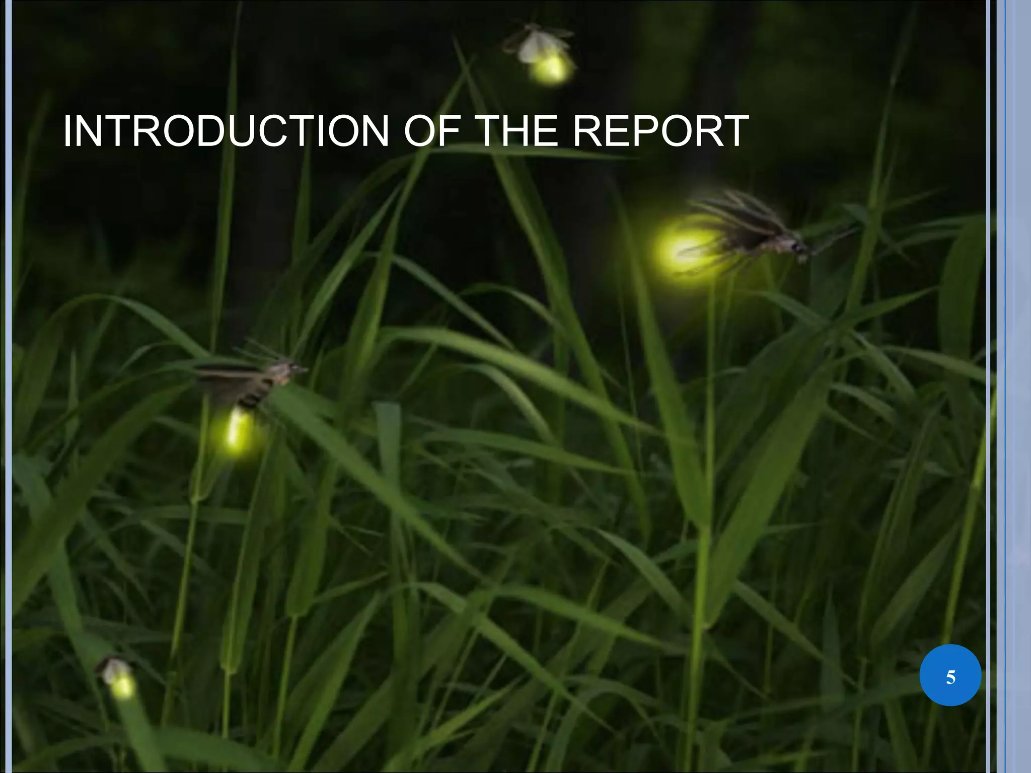 INTRODUCTION OF THE REPORT
5
 