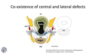Pelvic anatomy in relation with pelvic organ prolapse | PDF