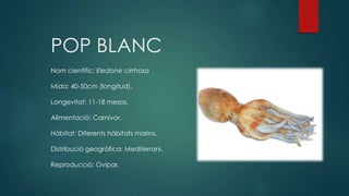 POP BLANC
Nom científic: Eledone cirrhosa
Mida: 40-50cm (longitud).
Longevitat: 11-18 mesos.
Alimentació: Carnívor.
Hàbitat: Diferents hàbitats marins.
Distribució geogràfica: Mediterrani.
Reproducció: Ovípar.
 