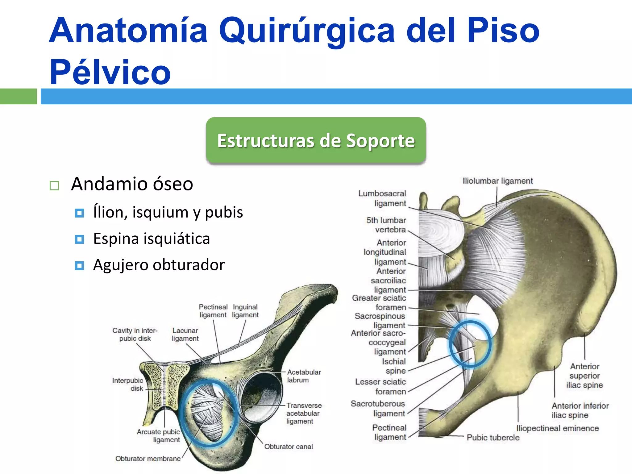 Cirugia Reconstructiva del Prolapso de Organo Pelvico | PPTX