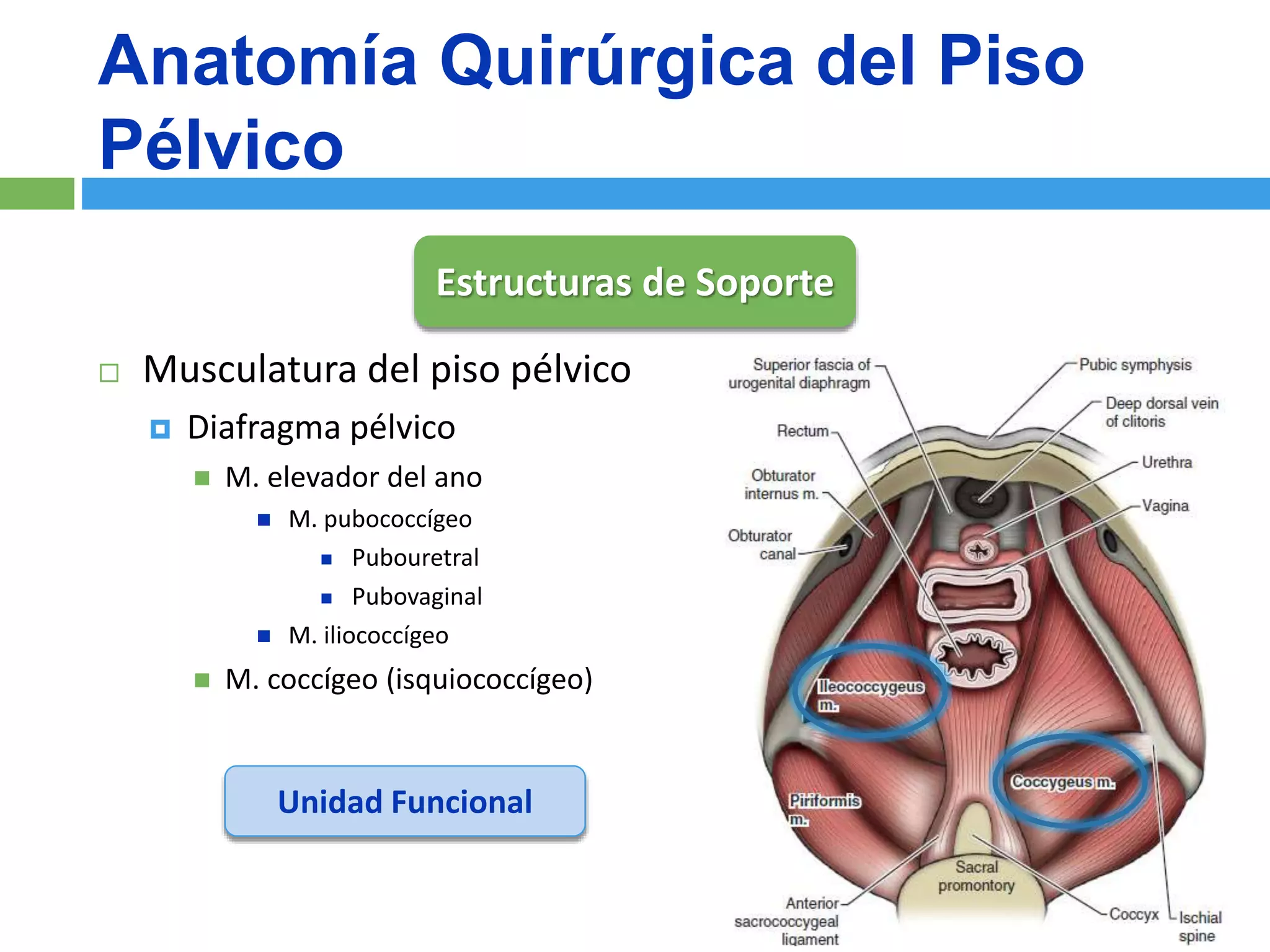 Cirugia Reconstructiva del Prolapso de Organo Pelvico | PPT | Descarga ...