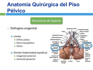 Cirugia Reconstructiva del Prolapso de Organo Pelvico | PPTX