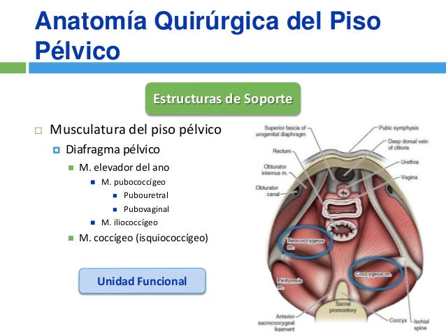 Cirugia Reconstructiva del Prolapso de Organo Pelvico