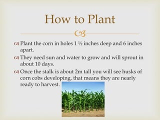 
Plant the corn in holes 1 ½ inches deep and 6 inches
apart.
They need sun and water to grow and will sprout in
about 10 days.
Once the stalk is about 2m tall you will see husks of
corn cobs developing, that means they are nearly
ready to harvest.
How to Plant
