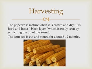 
The popcorn is mature when it is brown and dry. It is
hard and has a “ black layer ”which is easily seen by
scratching the tip of the kernel.
The corn cob is cut and stored for about 8-12 months.
Harvesting
