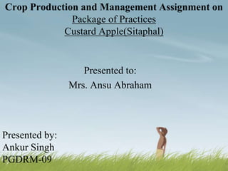 Crop Production and Management Assignment on
Package of Practices
Custard Apple(Sitaphal)

Presented to:
Mrs. Ansu Abraham

Presented by:
Ankur Singh
PGDRM-09

 