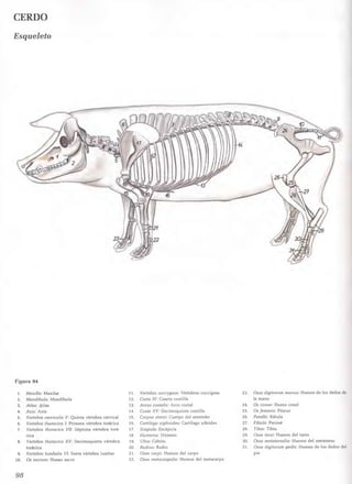 Popesko Peter atlas De Anatomia Topografica De Los Animales Domesticos popesko-peter-atlas-de-anatomia-topografica-de-los-animales-domesticos