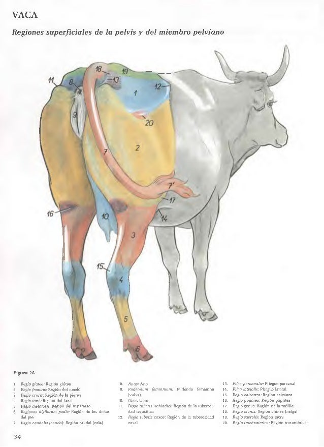 ATLAS DE ANATOMIA DE LOS ANIMALES DOMESTICOS POPESKO PDF
