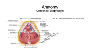 Anatomy
Urogenital Diaphragm
• The urgental diaphragm (perineal membrane) is a triangular sheet of dense fibrous tissue spanning the anterior half of the pelvic outlet, and is pierced by the vagina and urethra
8
 