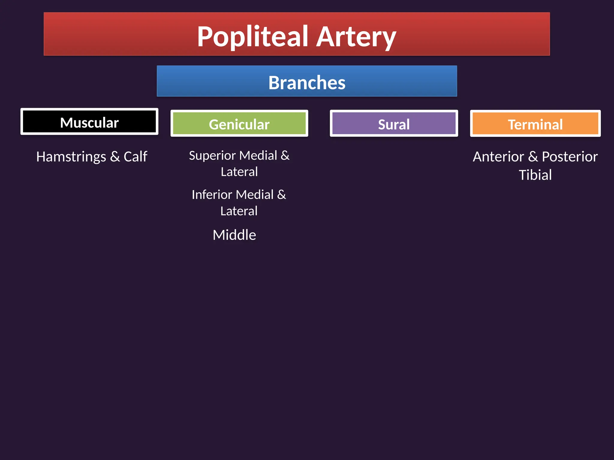 Popliteal Artery
Branches
Muscular Genicular Sural Terminal
Hamstrings & Calf Superior Medial &
Lateral
Inferior Medial &
Lateral
Middle
Anterior & Posterior
Tibial
 