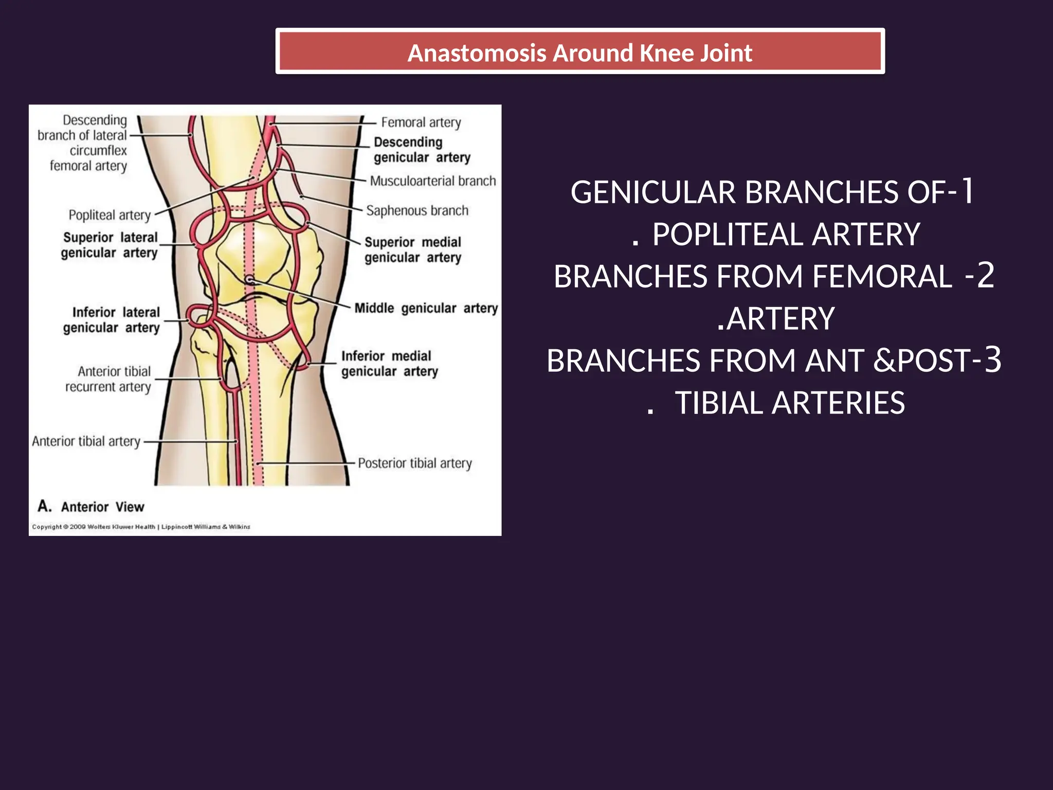 Anastomosis Around Knee Joint
1
-
GENICULAR BRANCHES OF
POPLITEAL ARTERY
.
2
-
BRANCHES FROM FEMORAL
ARTERY
.
3
-
BRANCHES FROM ANT &POST
TIBIAL ARTERIES
.
 