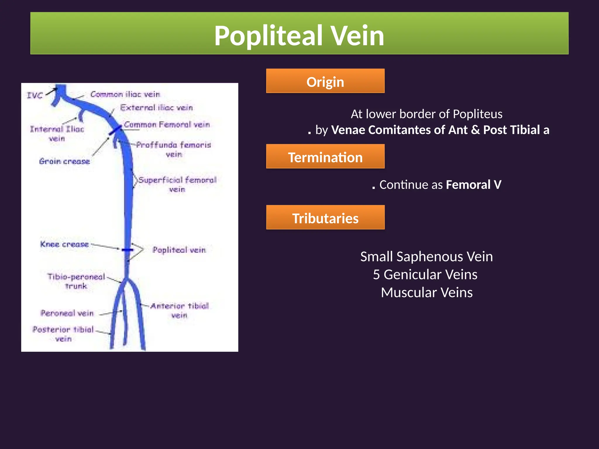 Popliteal Vein
Origin
At lower border of Popliteus
by Venae Comitantes of Ant & Post Tibial a
.
Termination
Continue as Femoral V
.
Tributaries
Small Saphenous Vein
5 Genicular Veins
Muscular Veins
 