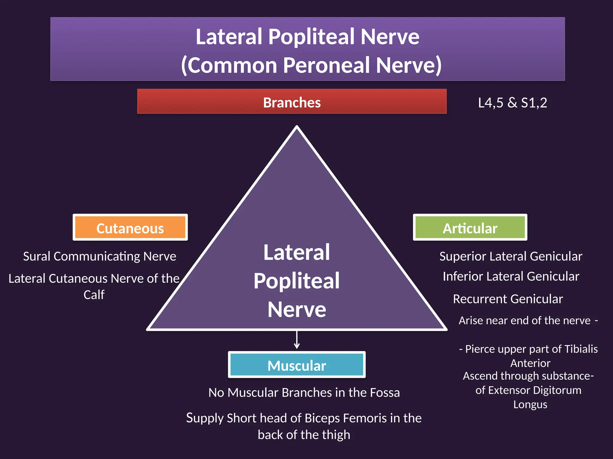Lateral Popliteal Nerve
(Common Peroneal Nerve)
L4,5 & S1,2
Branches
Lateral
Popliteal
Nerve
Muscular
No Muscular Branches in the Fossa
Supply Short head of Biceps Femoris in the
back of the thigh
Cutaneous
Sural Communicating Nerve
Lateral Cutaneous Nerve of the
Calf
Articular
Superior Lateral Genicular
Inferior Lateral Genicular
Recurrent Genicular
-
Arise near end of the nerve
- Pierce upper part of Tibialis
Anterior
-
Ascend through substance
of Extensor Digitorum
Longus
 