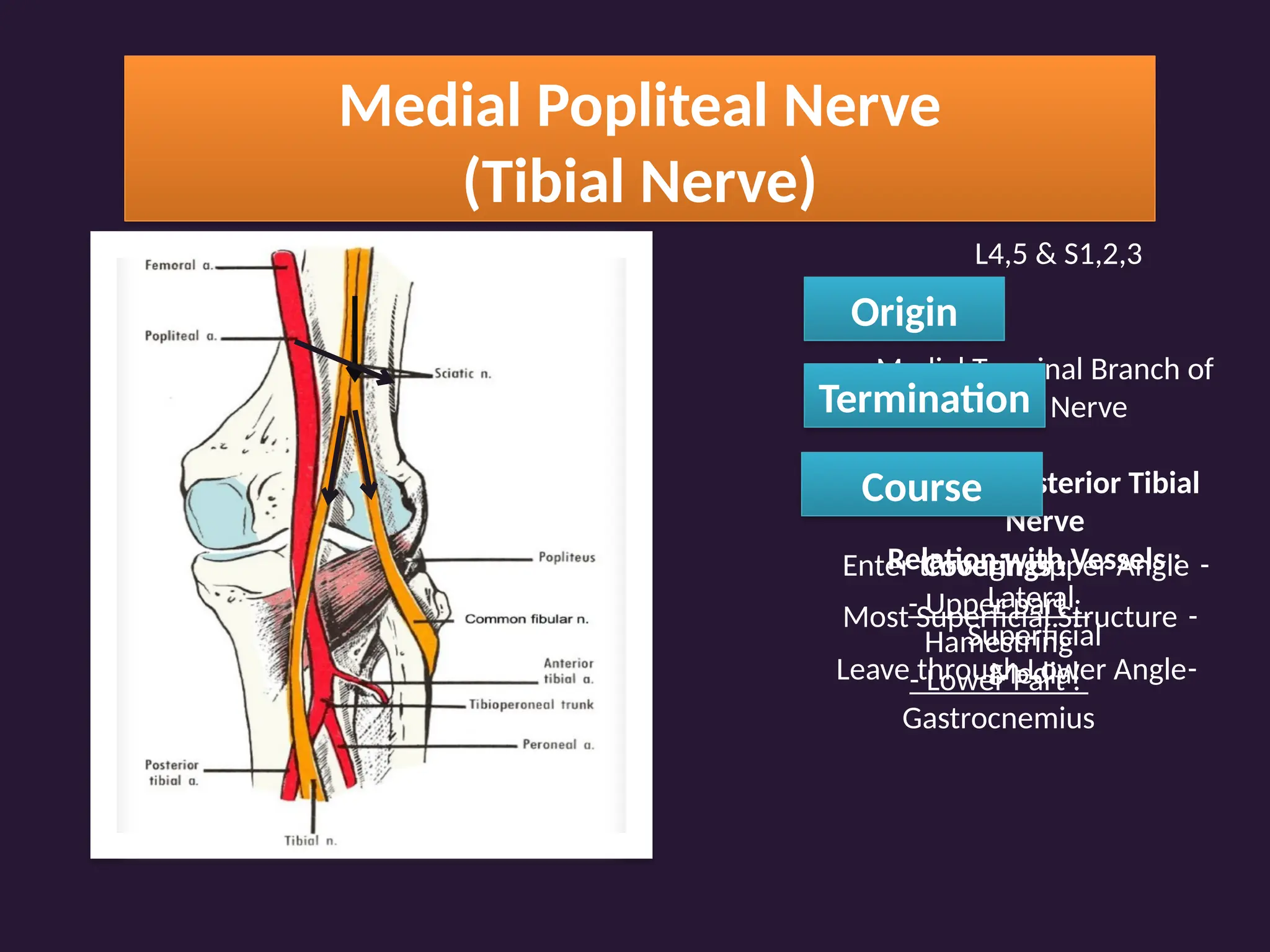 Medial Popliteal Nerve
(Tibial Nerve)
L4,5 & S1,2,3
Origin
Medial Terminal Branch of
Sciatic Nerve
Termination
Become Posterior Tibial
Nerve
Course
-
Enter through Upper Angle
-
Most Superficial Structure
-
Leave through Lower Angle
Coverings :
- Upper part :
Hamestring
- Lower Part :
Gastrocnemius
Relation with Vessels :
Lateral
Superficial
Medial
 