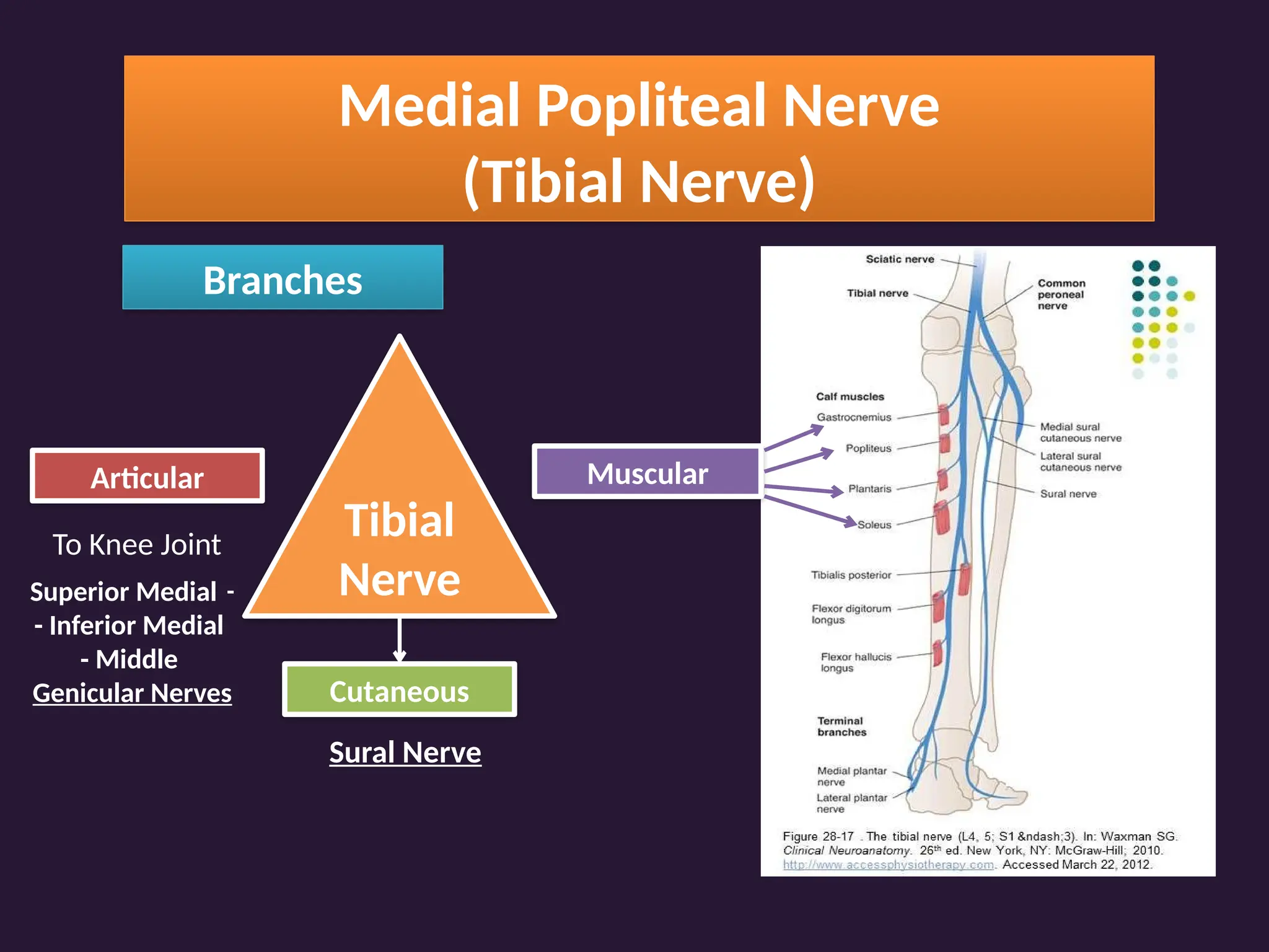 Medial Popliteal Nerve
(Tibial Nerve)
Branches
Tibial
Nerve
Articular
To Knee Joint
-
Superior Medial
- Inferior Medial
- Middle
Genicular Nerves Cutaneous
Sural Nerve
Muscular
 