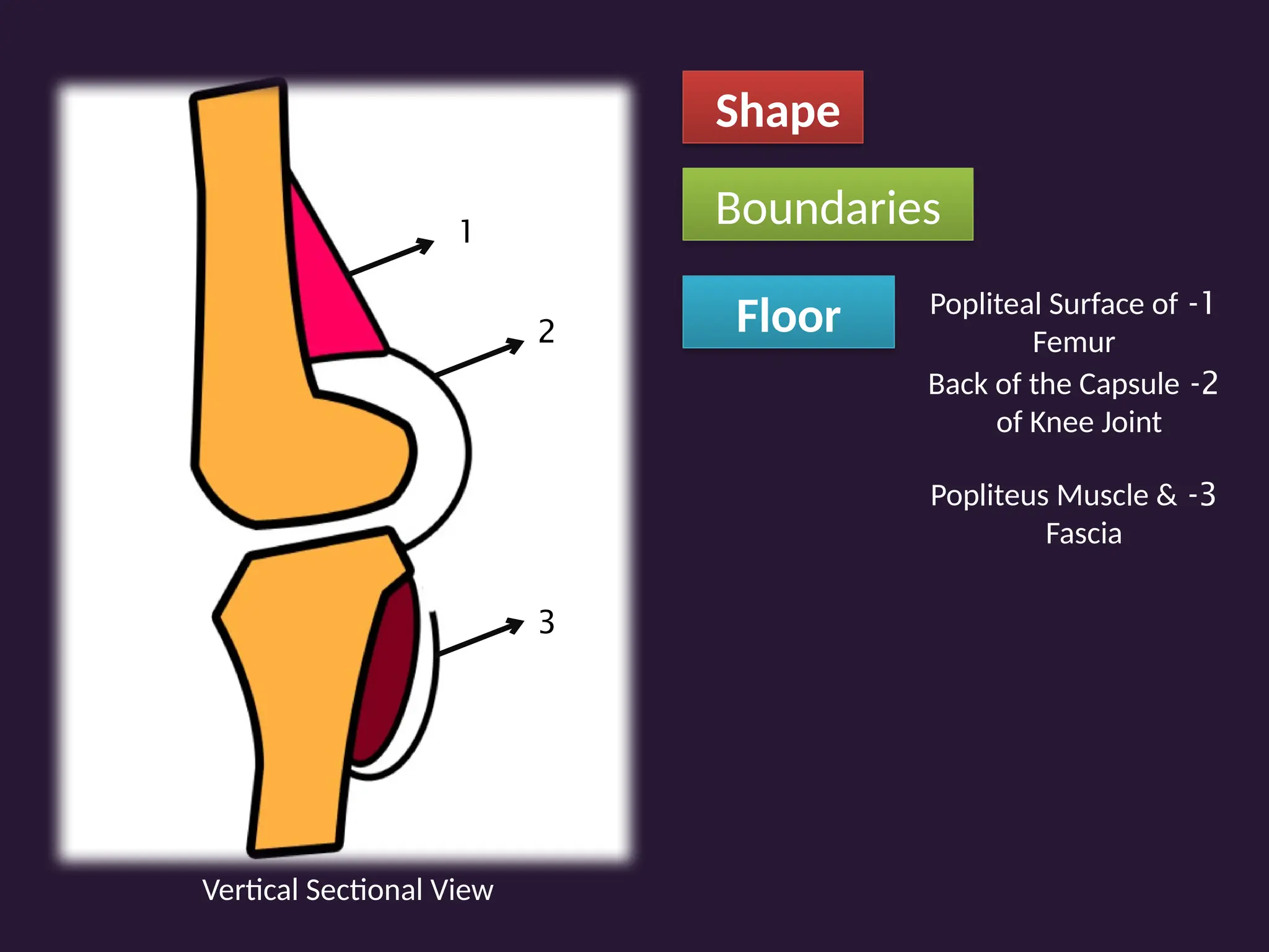 Shape
Boundaries
Floor
1
2
3
1
-
Popliteal Surface of
Femur
2
-
Back of the Capsule
of Knee Joint
3
-
Popliteus Muscle &
Fascia
Vertical Sectional View
 