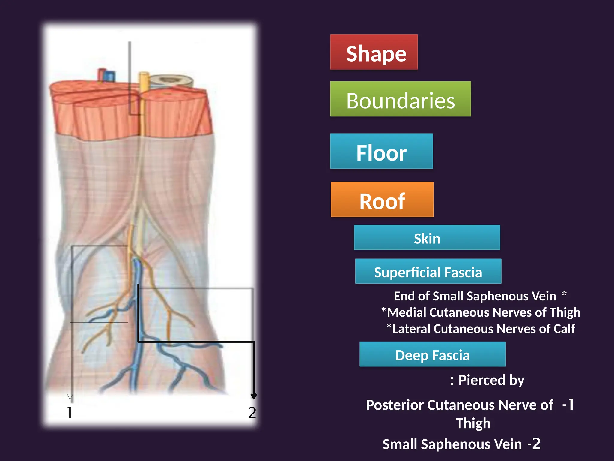 Shape
Boundaries
Floor
Roof
2
-
Small Saphenous Vein
1 2
Skin
Superficial Fascia
Deep Fascia
*
End of Small Saphenous Vein
*Medial Cutaneous Nerves of Thigh
*Lateral Cutaneous Nerves of Calf
Pierced by
:
1
-
Posterior Cutaneous Nerve of
Thigh
 