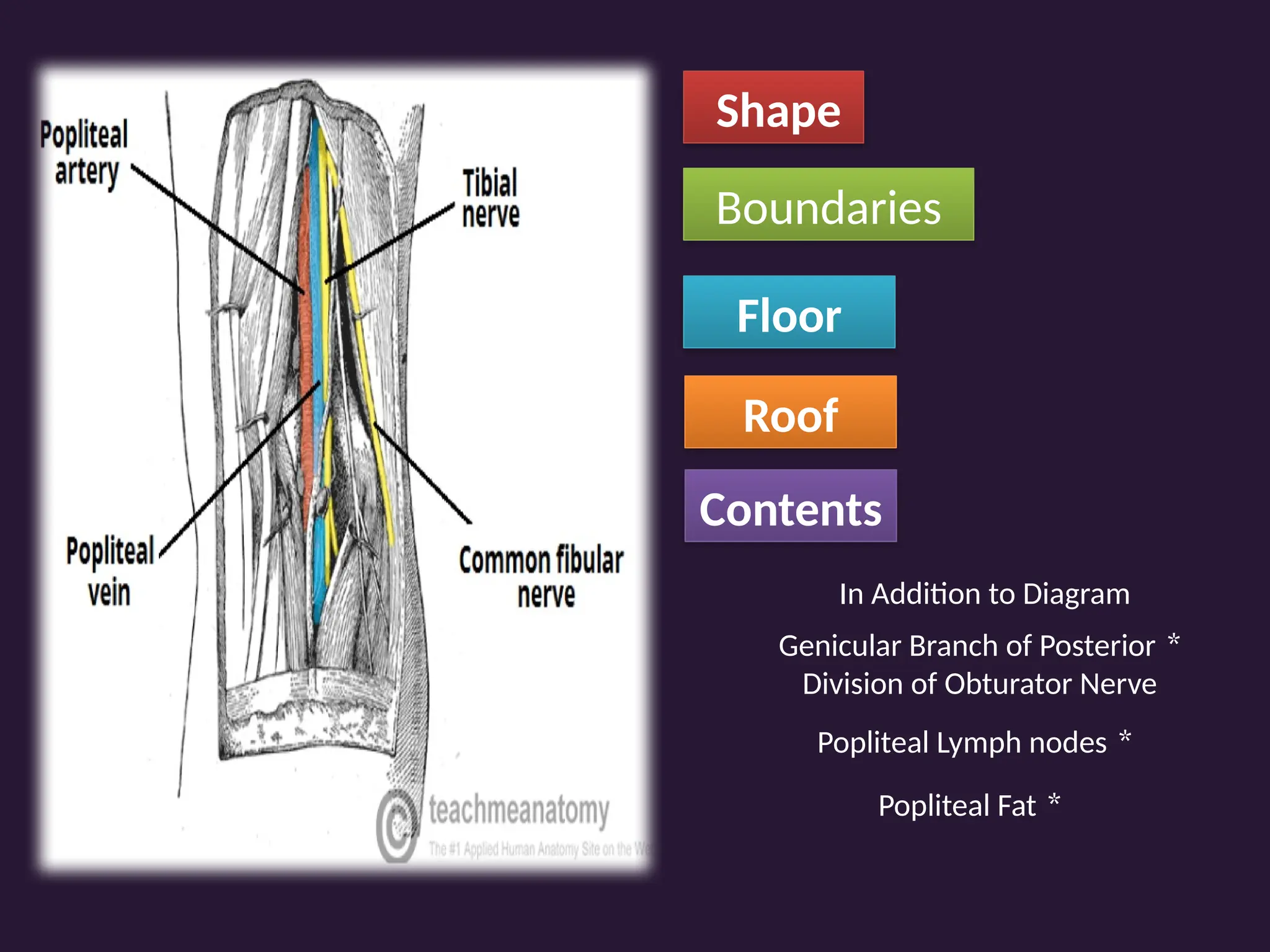 Shape
Boundaries
Floor
Roof
Contents
In Addition to Diagram
*
Genicular Branch of Posterior
Division of Obturator Nerve
*
Popliteal Lymph nodes
*
Popliteal Fat
 