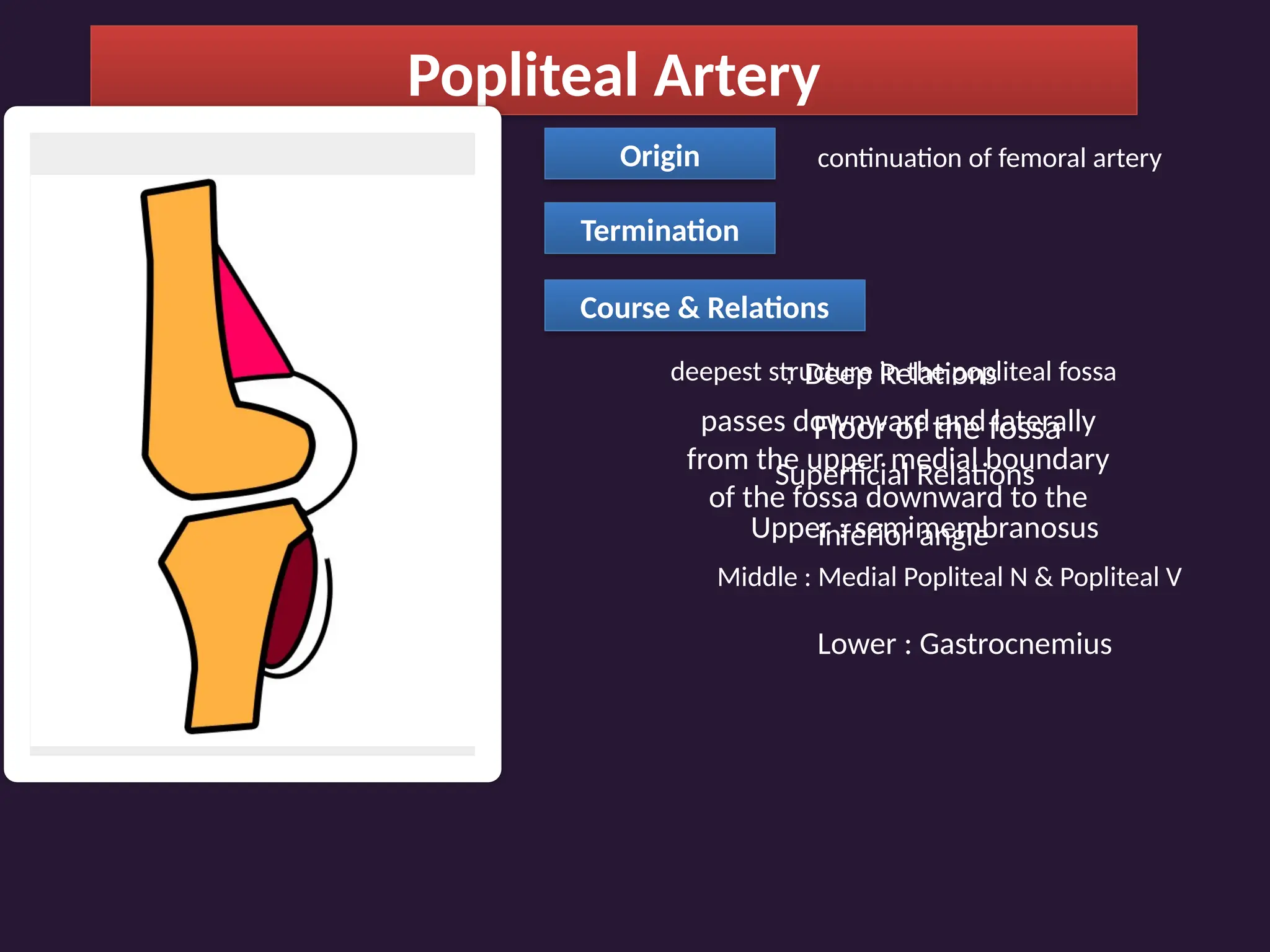 Popliteal Artery
Origin continuation of femoral artery
Termination
Course & Relations
deepest structure in the popliteal fossa
passes downward and laterally
from the upper medial boundary
of the fossa downward to the
inferior angle
Deep Relations
:
Floor of the fossa
Superficial Relations
Upper : semimembranosus
Middle : Medial Popliteal N & Popliteal V
Lower : Gastrocnemius
 