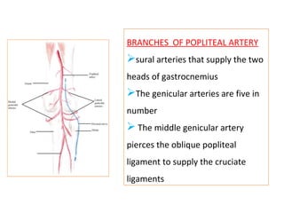 BRANCHES OF POPLITEAL ARTERY
sural arteries that supply the two
heads of gastrocnemius
The genicular arteries are five in
number
 The middle genicular artery
pierces the oblique popliteal
ligament to supply the cruciate
ligaments
 