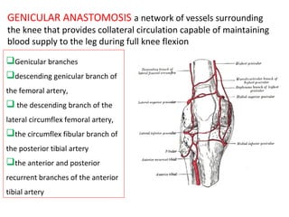 GENICULAR ANASTOMOSIS a network of vessels surrounding
the knee that provides collateral circulation capable of maintaining
blood supply to the leg during full knee flexion
Genicular branches
descending genicular branch of
the femoral artery,
 the descending branch of the
lateral circumflex femoral artery,
the circumflex fibular branch of
the posterior tibial artery
the anterior and posterior
recurrent branches of the anterior
tibial artery
 