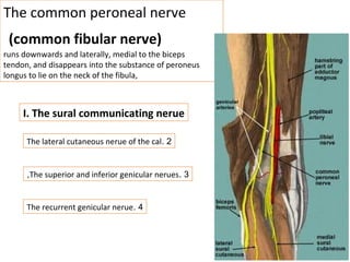 The common peroneal nerve
(common fibular nerve)
runs downwards and laterally, medial to the biceps
tendon, and disappears into the substance of peroneus
longus to lie on the neck of the fibula,
I. The sural communicating nerue
2.The lateral cutaneous nerue of the cal
3.The superior and inferior genicular nerues,
4.The recurrent genicular nerue
 
