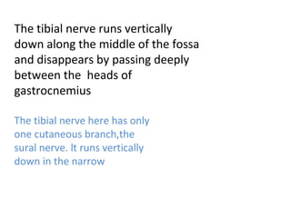 The tibial nerve runs vertically
down along the middle of the fossa
and disappears by passing deeply
between the heads of
gastrocnemius
The tibial nerve here has only
one cutaneous branch,the
sural nerve. lt runs vertically
down in the narrow
 