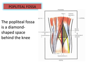 The popliteal fossa
is a diamond-
shaped space
behind the knee
POPLITEAL FOSSA
 