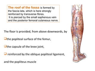 The roof of the fossa is formed by
the fascia lata, which is here strongly
reinforced by transverse fibres.
It is pierced by the small saphenous vein
and the posterior femoral cutaneous nerve.
The floor is provided, from above downwards, by
the popliteal surface of the femur,
the capsule of the knee joint,
 reinforced by the oblique popliteal ligament,
and the popliteus muscle
 