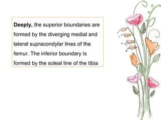 Deeply, the superior boundaries are
formed by the diverging medial and
lateral supracondylar lines of the
femur. The inferior boundary is
formed by the soleal line of the tibia
 