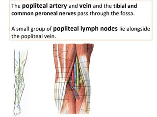 The popliteal artery and vein and the tibial and
common peroneal nerves pass through the fossa.
A small group of popliteal lymph nodes lie alongside
the popliteal vein.
 
