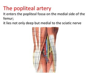 The popliteal artery
It enters the popliteal fossa on the medial side of the
femur;
it lies not only deep but medial to the sciatic nerve
 