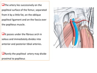 The artery lies successively on the
popliteal surface of the femur, separated
from it by a little fat, on the oblique
popliteal ligament and on the fascia over
the popliteus muscle.
It passes under the fibrous arch in
soleus and immediately divides into
anterior and posterior tibial arteries.
Rarely the popliteal artery may divide
proximal to popliteus
 
