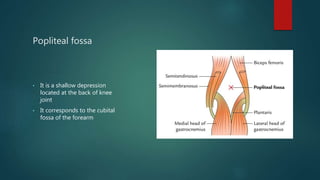 Popliteal fossa
• It is a shallow depression
located at the back of knee
joint
• It corresponds to the cubital
fossa of the forearm
 