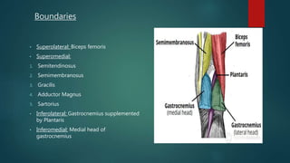 Boundaries
• Superolateral: Biceps femoris
• Superomedial:
1. Semitendinosus
2. Semimembranosus
3. Gracilis
4. Adductor Magnus
5. Sartorius
• Inferolateral: Gastrocnemius supplemented
by Plantaris
• Inferomedial: Medial head of
gastrocnemius
 