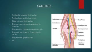 CONTENTS
1. Popliteal artery and its branches
2. Popliteal vein and its branches
3. Tibial vein and its branches
4. The common peroneal nerve and its
branches
5. The posterior cutaneous nerve of thigh
6. The genicular branch of the obturator
nerve
7. The popliteal lymph nodes
8. Fat
 